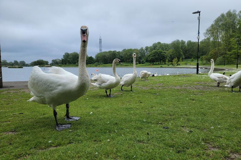 Swans at Killingworth Lake