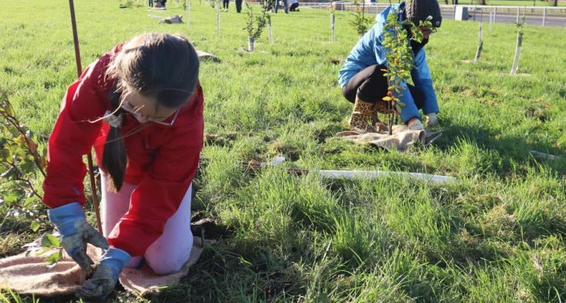 Young girl planting tree